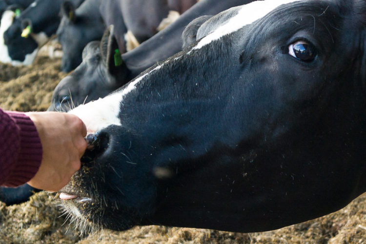 Wieso trinken Veganer keine Milch? | Vegan - ricemilkmaid