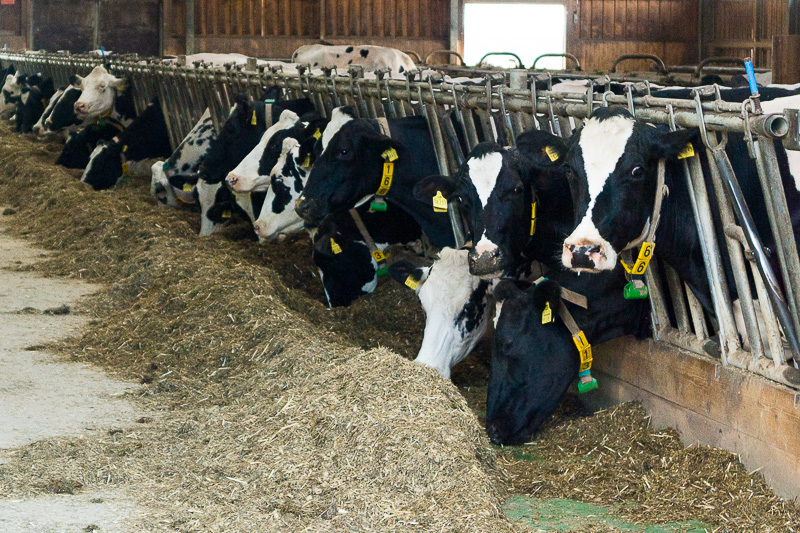 Ist Milch Gesund Ist Milch Gesund