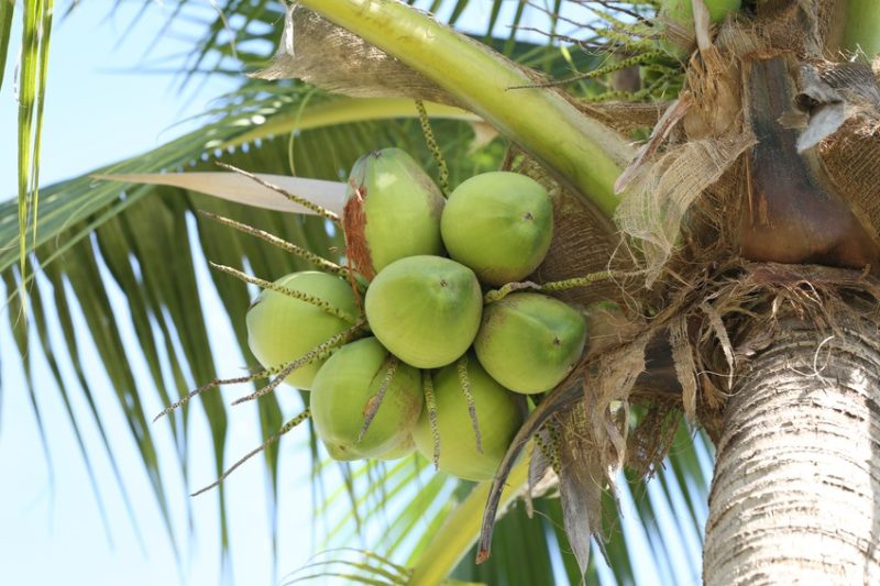 Kokosöl erfährt gradezu einen Hype: Zum Kochen, Backen, Cremen und Zähneputzen kommt es immer häufiger zum Einsatz. Doch ist Kokosöl überhaupt gesund? Wie erkennt man qualitativ hochwertiges Kokosöl? Und Ist Kokosöl ökologischer als Palmöl?