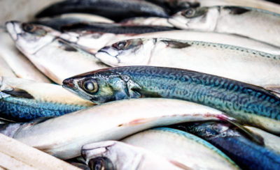 Ist Fisch gesund? In diesem Beitrag betrachten wir die gängigen Annahmen zu Fischkonsum und klären, ob dieser gesund oder ungesund sein kann. Klick dich gleich zum Beitrag!