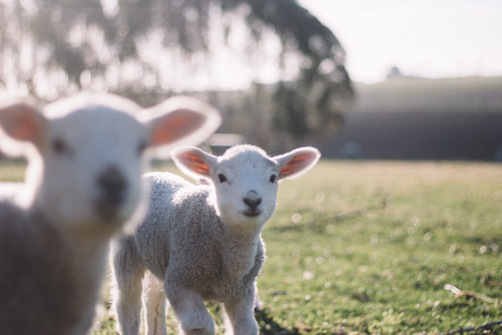 Wieso kaufen Veganer keine Wolle? Lerne alle relevanten Informationen über die Wollindustrie in diesem informativen Beitrag. Klick dich direkt zum Post durch oder speichere ihn jetzt für später!