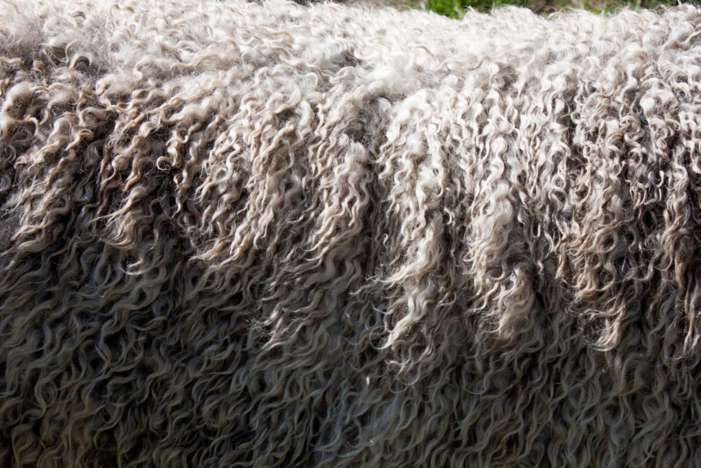Wieso kaufen Veganer keine Wolle? Lerne alle relevanten Informationen über die Wollindustrie in diesem informativen Beitrag. Klick dich direkt zum Post durch oder speichere ihn jetzt für später!